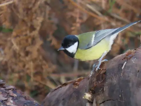 Rod Henderson A Great Tit with a black head and a yellow, green and grey body perches on a tree trunk. Autumnal brown leaves are blurry in the background.