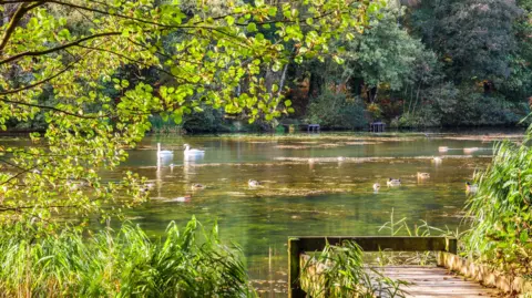 Cannop Ponds in the Forest of Dean on a sunny day. The pond, where a pair of swans and several ducks are swimming, is glittering in the sun and gives a clear view of the greenery at the bottom of it. The water is surrounded by trees and grasses, and there are a few jetties going out to it.