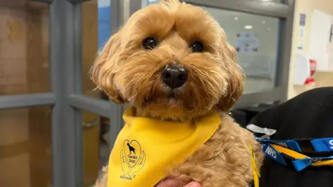 Anna Jameson/BBC Bailey is a cross between a Westie and a toy poodle and has light brown, wavy fur. The dog is wearing a yellow bib.