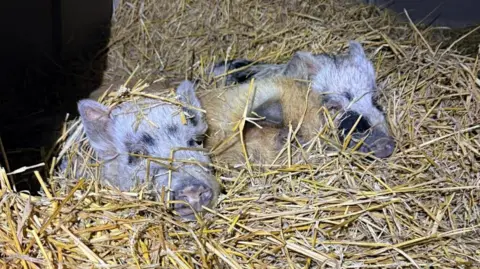 Shelley Munns Three pigs are lying side-by-side on hay or straw in a shed or shelter