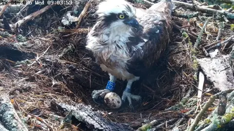 Birds of Poole Harbour An osprey sitting in a large nest with a speckled egg between its feet. It's right leg has a blue ring bearing the number CJ7.