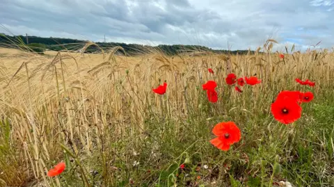 WeatherWatchers/CraigRich Close-up of golden crops in a field with a few red poppies growing alongside - it is under a glowering cloudy day