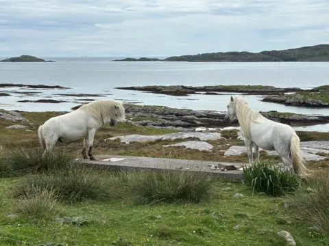 Stephen Beavis Two white horses standing on a concrete block at the beach