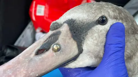 A picture of a swan's head, which is being held by a blue-gloved hand. The swan is grey in colour indicating it is fairly young. A gold-coloured ball bearing is embedded in its beak close to its face.