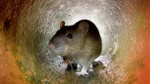 A rat in a rusted pipe. 