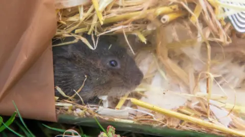 Holly Wilkinson A water vole inside a clear plastic box sitting on straw