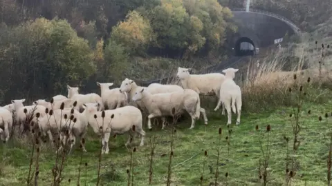 The sheep are standing together in a flock on sloping ground in the cutting. The railway tunnel and track can be seen behind them. There are grasses and bull rushes growing and trees on the opposite side of the railway line.
