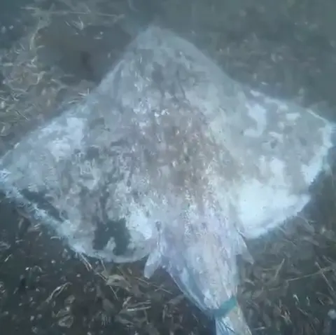 Open Seas The flapper skate is shown in a still taken from underwater footage of the seabed at Dunvegan. It is grey and brown in colour and has green cable wrapped around its tail.