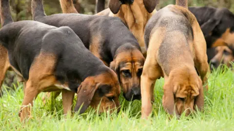 Getty Images Three bloodhounds finding a scent in the grass