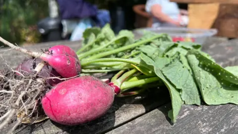 A close up of two radishes on a wooden bench.
