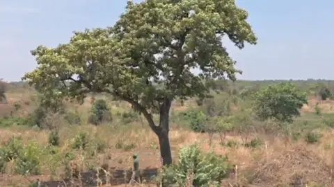 A shea nut tree in Uganda