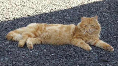 A fluffy ginger and white cat is lying upright on its side on a tarmac road surface