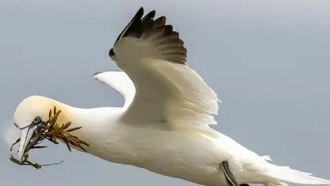 PA Media A gannet with a piece of seaweed in its mouth in mid-flight.