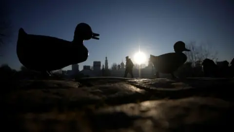 Photo by Getty Images Duck at dusk near the Novodevichy Convent in Moscow 