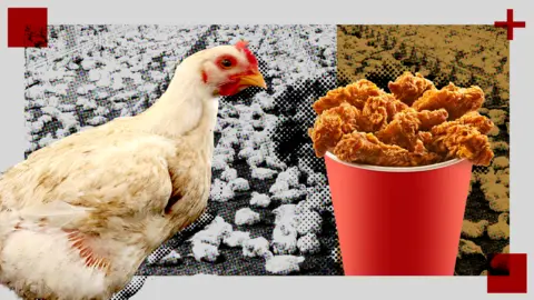 a composite image of a chicken and a bucket of fried chicken