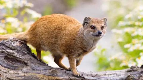 The yellow mongoose is a tan orange colour, standing on a log.