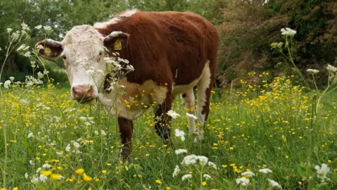 PA Media An orange and white cow grazing in a field of white and yellow flowers and long grass.