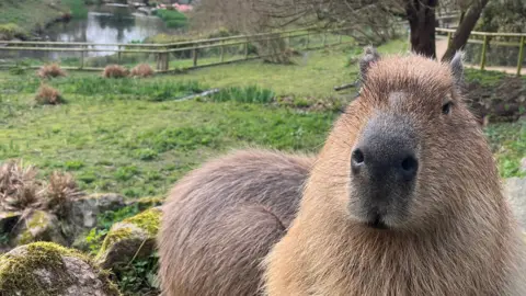 A capybara in a green enclosure stares into the camera, another one is half-hidden behind it.
