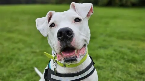 RSPCA A white dog sits on grass. It wears a harness and neon yellow collar with a tag. The dog's mouth is slightly open, showing its pink tongue and bottom teeth. Its ears flop just above its eyes.