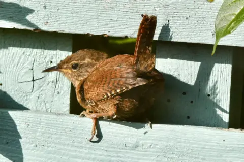 Hazel Thomson A wren sits on a light green fence