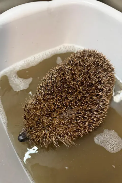 Burntisland Hedgehog Haven A hedgehog in a bath of filthy discoloured water 