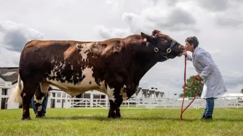 PA A large brown and white cow stands in a white fenced field, wearing a red headcollar. Holding the lead rope is a grey-haired woman in a white coat.