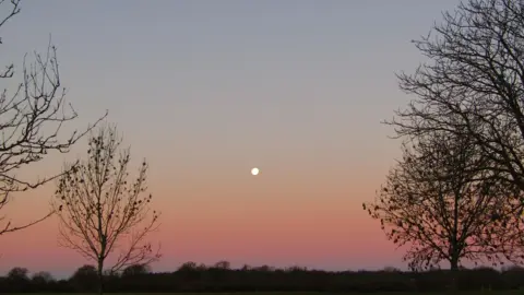 Peterborough Walks A pinkish sky with a white round moon captured alongside black tree branches.