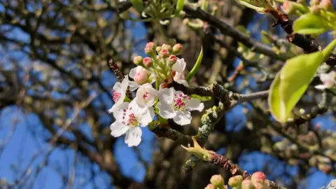 WeatherWatchers/nothercloud A tree blossoming in the spring sunshine.