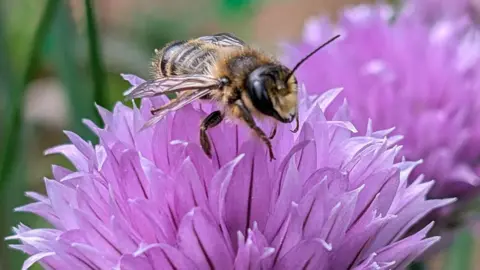 Laura and Glenn / BBC Weather Watchers A flying insect with yellow and black stripes sits on top of a purple flower with long petals.