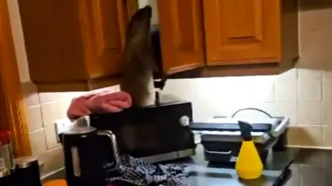 an otter trying to get into a kitchen cupboard