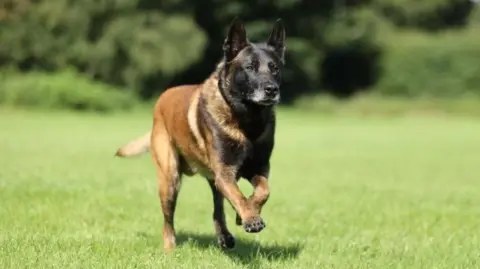 Nottinghamshire Police Dexter the police dog who is a malinois cross