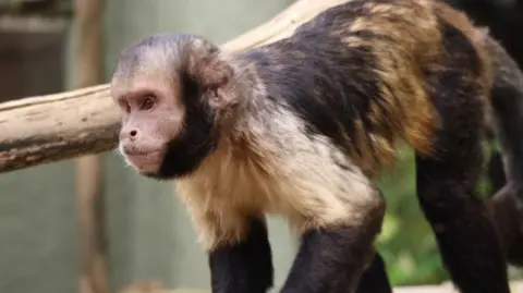 Drusillas Yellow-breasted capuchin monkey