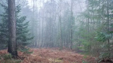 Bramble and Beach Multiple trees in the wood surrounded by a mist 