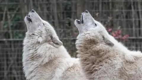 A stock image of two artic wolves in an enclosure as they point their heads upwards and howl. Both wolves have white and thick fur.