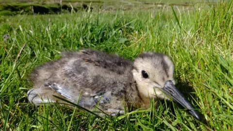 JAMES LEONARD A juvenile curlew, which has brown and cream coloured downy feathers and a long slender dark beak, sitting down on a patch of grass.