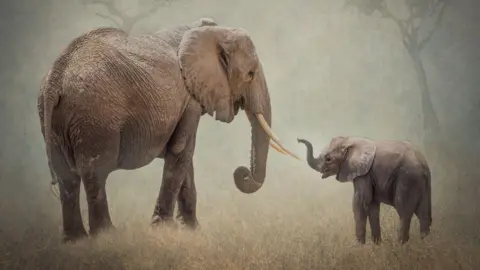 Janet Miles An adult elephant is facing a baby elephant. The baby elephant is lifting its trunk and the adult elephant is looking at the baby.