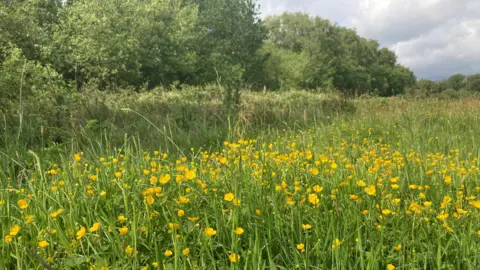 View of Danes Moss in Macclesfield. It includes buttercups in the foreground and trees in the background.