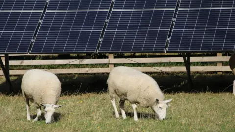 Getty Images Stock image of two little white sheep grazing on the grass in front of solar panels