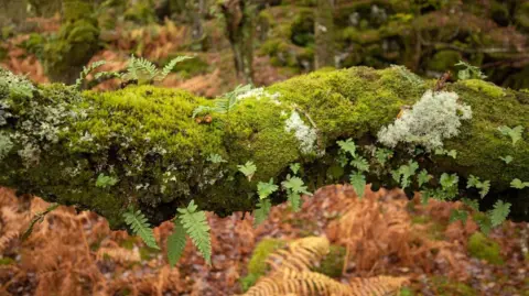 Ben Porter A moss covered tree with ferns growing around it.