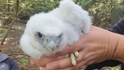A white falcon chick with a grey beak, held in two human hands.
