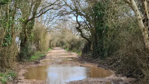 Kay A pathway covered in puddles with large trees either side. 