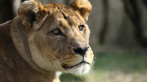 A Barbary lion at a zoo in Kent