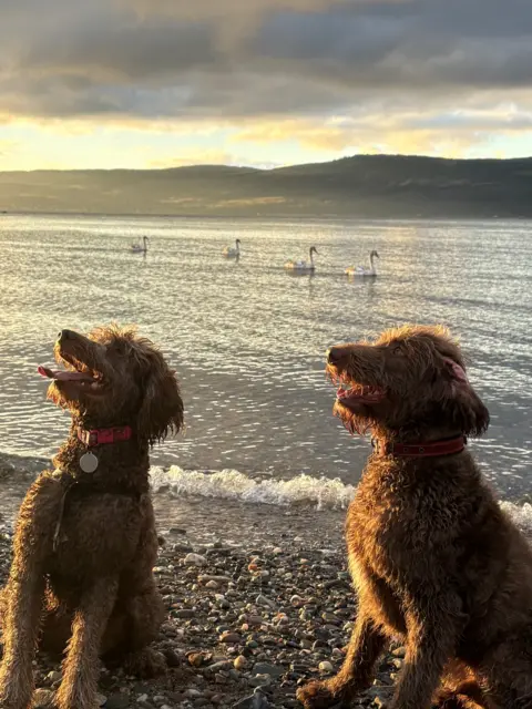 Izaak Goyal Two dogs standing on a sunlit rocky beach with four swans on the water behind them