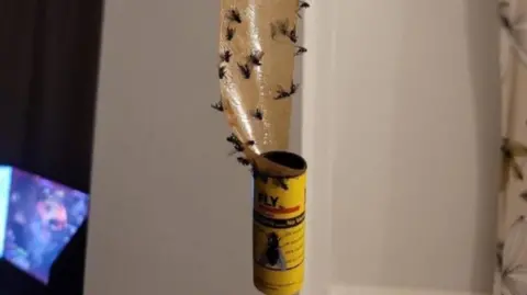 Derren Brinton-Wragg Flies on fly paper (archive image)