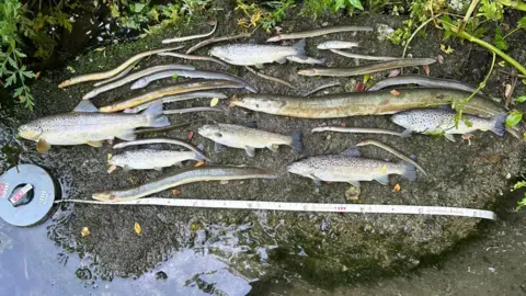 About 20 dead trout and eels of different shapes and sizes have been lined up on a stone leading into the river along with a tape measure.