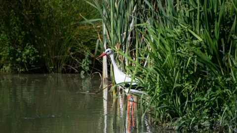 Knepp Castle A stork wading through reeds at Knepp Castle