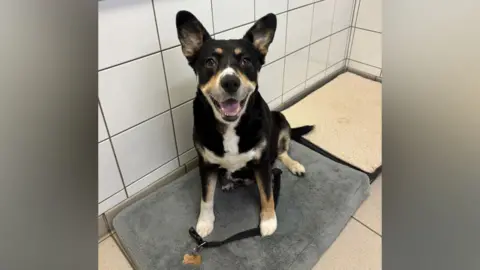 Dogs Trust Shoreham A black, white and brown Border Collie Cross dog