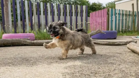 Blue Cross A puppy extends its front right leg as though it's taking an exaggerated step. It's mouth is slightly ajar and it is stood on paving in a garden area. Its fur is various colours, with patches of grey, white, brown and black.