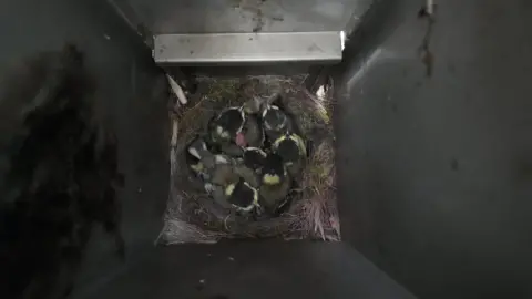 A view of the nest from a above. The bin contains about 10 great tits in their nest.