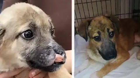 Aydin Animal Charity Smiley and Muffin